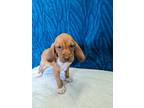 Adopt Marigold a Tan/Yellow/Fawn - with White Hound (Unknown Type) / Mixed dog