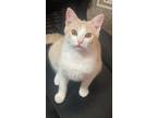 Adopt Jax a Orange or Red Domestic Shorthair / Mixed (short coat) cat in