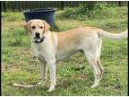 Adopt Kobe a Tan/Yellow/Fawn - with White Labrador Retriever / Mixed dog in
