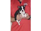Adopt Jazzy a Black - with White Boston Terrier / Mixed dog in Columbus
