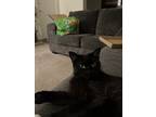 Adopt Chloe a All Black Persian / Mixed (short coat) cat in Hanover