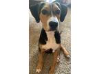 Adopt Chaser a Brown/Chocolate Beagle / Hound (Unknown Type) / Mixed dog in Avon