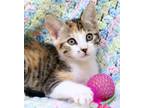 Adopt Cassadee a Calico or Dilute Calico Domestic Shorthair (short coat) cat in