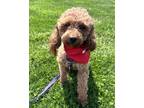 Adopt Cinny a Tan/Yellow/Fawn Miniature Poodle / Mixed dog in New York