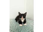 Adopt Boots a Black & White or Tuxedo Domestic Shorthair (short coat) cat in