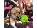 Adopt George a Dachshund / Mixed dog in Weston, FL (41524631)