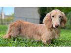 Adopt Madeline a Dachshund / Mixed dog in Weston, FL (41552232)