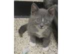 Adopt Chekov a Gray or Blue (Mostly) Domestic Shorthair (short coat) cat in