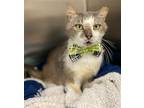Adopt Grey a Gray or Blue (Mostly) Domestic Shorthair / Mixed (short coat) cat