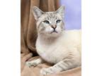 Adopt Romeo a Cream or Ivory (Mostly) Siamese (short coat) cat in Seminole Blvd