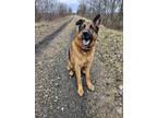 Adopt Leo a Brown/Chocolate German Shepherd Dog / Mixed dog in Plain City