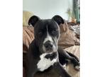 Adopt Raven a Black - with White American Staffordshire Terrier / Mixed dog in