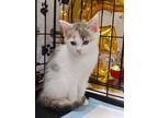 Adopt Lyndie a Calico or Dilute Calico Calico / Mixed (short coat) cat in Rural