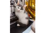 Adopt Lance a Cream or Ivory (Mostly) Domestic Shorthair / Mixed (short coat)