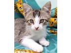 Adopt Dino a Brown Tabby Domestic Shorthair (short coat) cat in Seminole Blvd