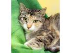 Adopt Twlight a Calico or Dilute Calico Domestic Shorthair (short coat) cat in