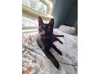 Adopt Blackberry a Domestic Shorthair / Mixed (short coat) cat in Providence