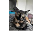 Adopt Dolly Purrton a Domestic Shorthair / Mixed (short coat) cat in Providence