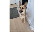 Adopt Luna a Brown/Chocolate - with White German Shepherd Dog / Mixed dog in