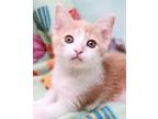 Adopt Ruffles a Orange or Red (Mostly) Domestic Shorthair (short coat) cat in
