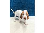 Adopt Mithril a White - with Tan, Yellow or Fawn Hound (Unknown Type) / Mixed