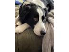 Adopt Irwin a Black - with White Border Collie / Mixed dog in Toledo