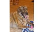 Adopt Stormbreaker a Brindle Australian Cattle Dog / Boxer / Mixed dog in