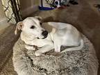 Adopt Maya a White - with Tan, Yellow or Fawn Terrier (Unknown Type