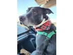Adopt Thor: In need of Foster! a Black - with White American Pit Bull Terrier /