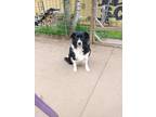 Adopt Blue & Mickey a Black - with White Border Collie / Mixed dog in Neffs