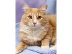 Adopt Baron a Orange or Red Tabby Domestic Mediumhair (medium coat) cat in