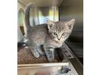 Adopt IRIS a Gray or Blue Domestic Shorthair / Mixed (short coat) cat in