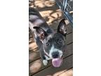 Adopt Collette a Black - with White American Pit Bull Terrier / Mixed dog in