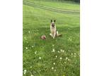 Adopt Penny a Tan/Yellow/Fawn - with Black German Shepherd Dog / Mixed dog in