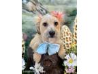 Adopt Ginger a White - with Tan, Yellow or Fawn Terrier (Unknown Type