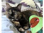 Adopt Petunia a Tortoiseshell Domestic Shorthair (short coat) cat in Davidson