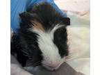 Adopt Butter Pecan a Guinea Pig small animal in New York, NY (41552140)
