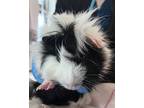 Adopt Waffle Cone a Guinea Pig small animal in New York, NY (41552139)