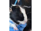 Adopt Scoop a Guinea Pig small animal in New York, NY (41552138)