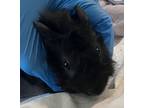 Adopt Chocolate Fudge a Guinea Pig small animal in New York, NY (41552135)