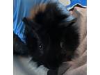 Adopt Moose Tracks a Guinea Pig small animal in New York, NY (41552134)