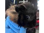 Adopt Raspberry Ripple a Guinea Pig small animal in New York, NY (41552131)