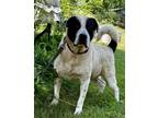 Adopt Logan a White - with Black Great Pyrenees / Mixed dog in Pittsburgh