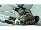 Adopt Monica in Mississippi a Brindle - with White Black Mouth Cur / Mixed dog