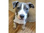 Adopt Catie a Gray/Silver/Salt & Pepper - with White American Pit Bull Terrier /