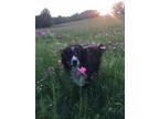 Adopt Gracie a Black - with White Border Collie / Mixed dog in Maryville