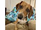 Adopt Lucy a Brown/Chocolate - with White Beagle / Mixed dog in Gallatin