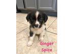 Adopt GINGER SPICE a Black - with White Australian Shepherd / Mixed dog in