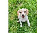 Adopt Veuve a Beagle / Mixed dog in Germantown, OH (41543680)
