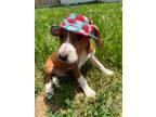 Adopt Iced Coffee a Beagle / Hound (Unknown Type) / Mixed dog in Germantown
